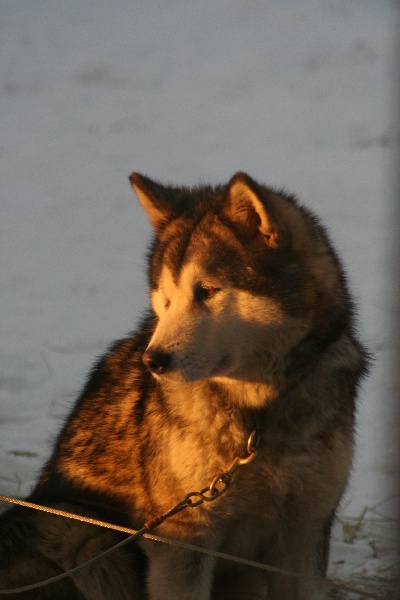 Souvenir of sitka's Easy n' special