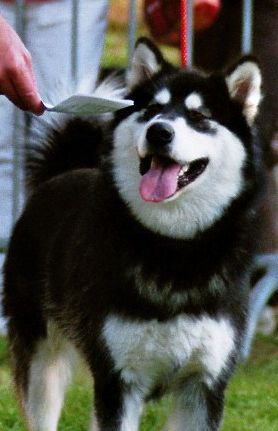 Souvenir of sitka's Dale n'vale