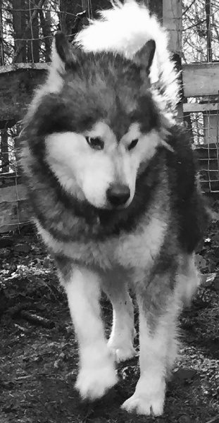 CH. Souvenir of sitka's Gandalf the grey