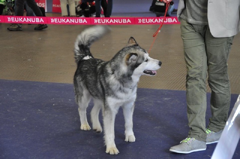 dreamwolves Bleu de toi